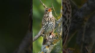 Song Thrush singing at dawn  Bird sounds shorts [upl. by Esil]