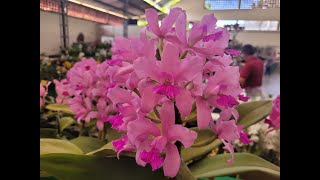 As mais belas Cattleya amethystoglossa [upl. by Rodrich]