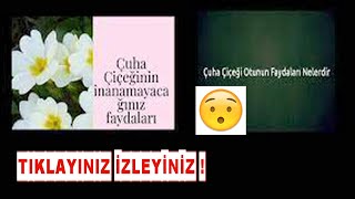 ÇUHA ÇİÇEĞİNİN İNANILMAZ MUCİZEVİ FAYDALARI [upl. by Zerat]