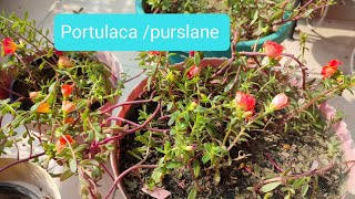 All about care of Purslane  How to grow   my paradise 9193  Purslane floweringplant [upl. by Oppen]