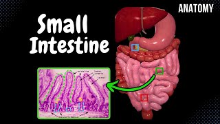 Small Intestine Anatomy Parts Topography Structures Layers [upl. by Kan]