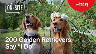 Two Hundred Golden Retrievers Say quotI Doquot  ONsite [upl. by Sirrah907]