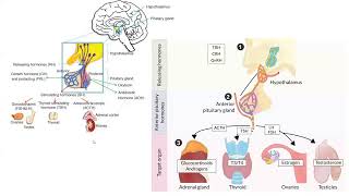 Pathology Made EasySystemic Pathology 11Endocrine glands Diseases1Pituitary gland Diseases [upl. by Hurless]