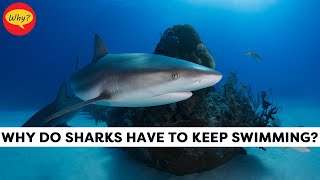 Why do sharks have to keep swimming  Fascinating facts 56 Why Things Happen [upl. by Irol]