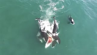 WATCH THIS Orcas and White Shark IN South Australia [upl. by Shuman]