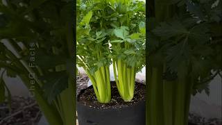 How to Grow Celery from Seed at Home plants shorts farming [upl. by Emmer925]