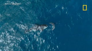 WATCH Stunning moment orca takes down great white shark [upl. by Kahaleel]