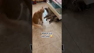 Catplaytime short shorts cat cats slay cutecatlover youtubeshorts [upl. by Coleman]