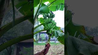 How to care banana tree farmers farming banana bananatree viralshorts agriculture [upl. by Lincoln102]