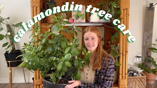 Calamondin Tree Care Tips  calamondin orange tree citrus tree care [upl. by Cho]