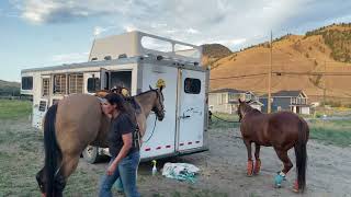 Tacking up the horses camilleshorsemanship [upl. by Mcdonald]