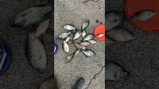 Monongahela￼ River crappie [upl. by Nodnarb]