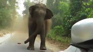 Gajah Mengamuk Menghancurkan Motor Dan Mobil DiJalan [upl. by Selle]