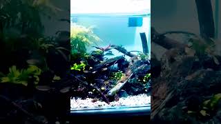 Bakteri starter bikin air aquarium sebening kaca aquascape shorts bakteristarer [upl. by Ahsayn68]