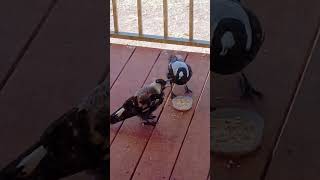 Magpie feeding baby [upl. by Dez]