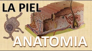 Anatomia de la Piel  Funciones  Capas de la piel [upl. by Thorrlow4]