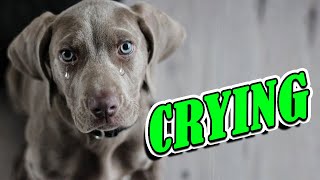 Dog Crying and Whining Loud  Sound Effects of 5 Crying Dogs [upl. by Ydurt]