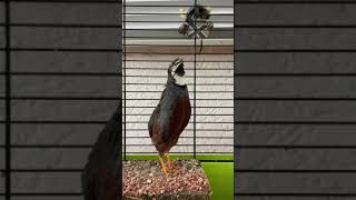 Geluid Chinese dwergkwartel Sound Chinese King Quail Male [upl. by Samuelson142]