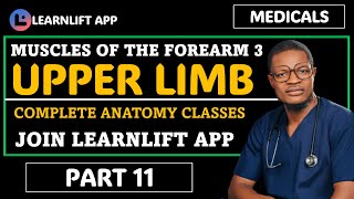 MUSCLES OF THE FOREARM 3  UPPER LIMB ANATOMY PART 11 [upl. by Rj]