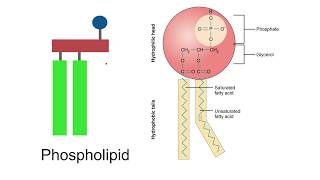 Lipids AQA A Level Biology [upl. by Jacobba]