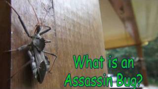 Assassin Bugs in the Garden Caution [upl. by Einahets619]