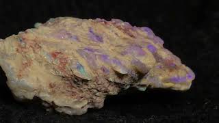 The most beautiful Coprolite [upl. by Ylicis]