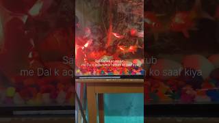 Cleaning my fish tank  Koi fish tank mates  Gourami  Sharks  newfishtank viralshort [upl. by Misty]