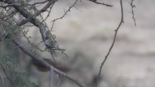 Cichladusa guttata  zorzal palmero moteado  Spotted MorningThrush [upl. by Zanahs]