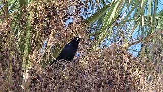 Grackle Singing [upl. by Kimitri770]