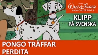 Pongo träffar Perdita  Pongo och de 101 dalmatinerna  Disneyklassiker Sverige [upl. by Macfarlane]