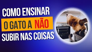 Como ensinar o gato a não subir nos móveis  Gato rouba comida pula na mesa na pia em todo lugar [upl. by Eldredge]