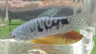 Breeding Gouramis PreSpawning Behaviour Part 1 [upl. by Aienahs]