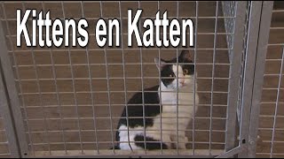 Kittens en Kattendierenopvang Helmond [upl. by Sualkin384]