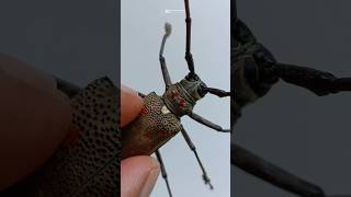 Longhorn Beetle  Batocera rufomaculata beetle [upl. by Zeidman]