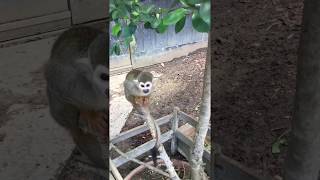 Squirrel Monkeys in the Southeast Botanical GardensOkinawa [upl. by Eulau]