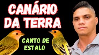 CANÁRIO DA TERRA CANTO DE ESTALO [upl. by Lester244]