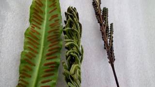 Fern Identification and Reproduction  Nature Insights [upl. by Birkett]