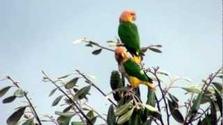 White bellied Parrot [upl. by Rus]