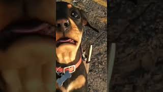 FAR CRY 6  dog Chorizo [upl. by Aserehs]