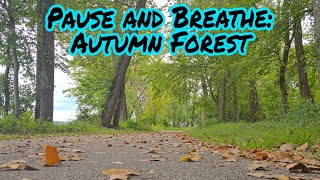 Pause and Breathe A Moment in the Autumn Forest  8K  NatureScapedb [upl. by Wallis]