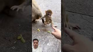 Dont let your baby play with monkeys with me monkey animals littlefinger brachycephaly fingerf [upl. by Jard]