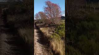 Onboard a steam train on the Strathspey railway shorts train steamtrain trainjourney subscribe [upl. by Nigam588]