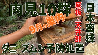 内見 ニホンミツバチ10群 巣内・底板・天井部・アカリンダニ・スムシ予防処置・天井部、底板にメントール 和歌山県紀の川市 9月定期内検 [upl. by Mannes]