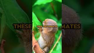 quotPygmy Marmosets Tiny Monkeys with Big Adventuresquot [upl. by Emmalee793]