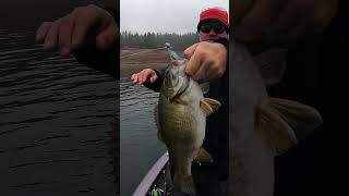 Tank Smallmouth on Dworshak Check Out the Full VIDEO [upl. by Fairlie]