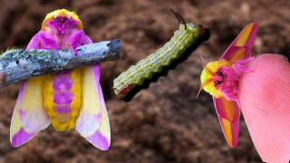 Rosy Maple Moth Dryocampa rubicunda Life Cycle [upl. by Anilyx]