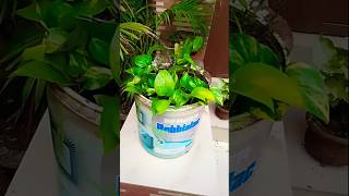 Money plant propagation ☘️✨houseplants plantslover plantsshortsviral shorts foryou [upl. by Balfore]