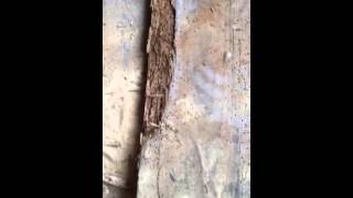 This is what active woodworm infestation looks like [upl. by Brook506]