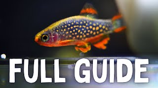 Species Spotlight Celestial Pearl Danio Care  Breeding Guide [upl. by Hgeilyak199]