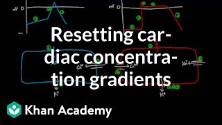 Resetting cardiac concentration gradients  Circulatory system physiology  NCLEXRN  Khan Academy [upl. by Audsley]